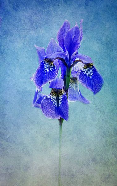 blue Iris von Claudia Moeckel