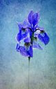 blue Iris von Claudia Moeckel Miniaturansicht