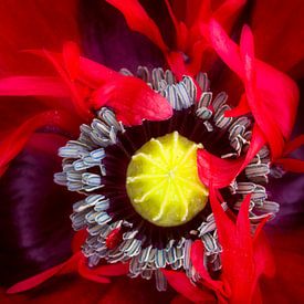 Puur natuur & dicht bij het hart van Saranda in 't Veld Fotografie