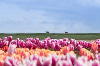 Als 1 schaap over de dijk is