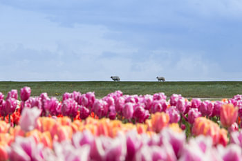 Als 1 schaap over de dijk is