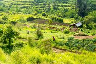 Indonesië van René Schotanus thumbnail