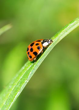 Macrofoto van een lieveheersbeestje van ManfredFotos