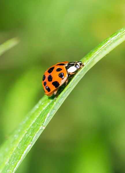 Macro photo of a ladybug by ManfredFotos