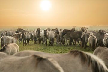 konikspaarden3 van anne droogsma