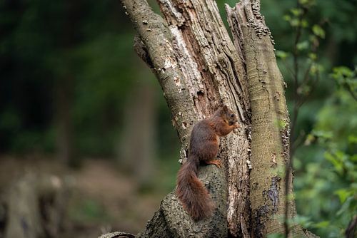 Eichhörnchen suchen