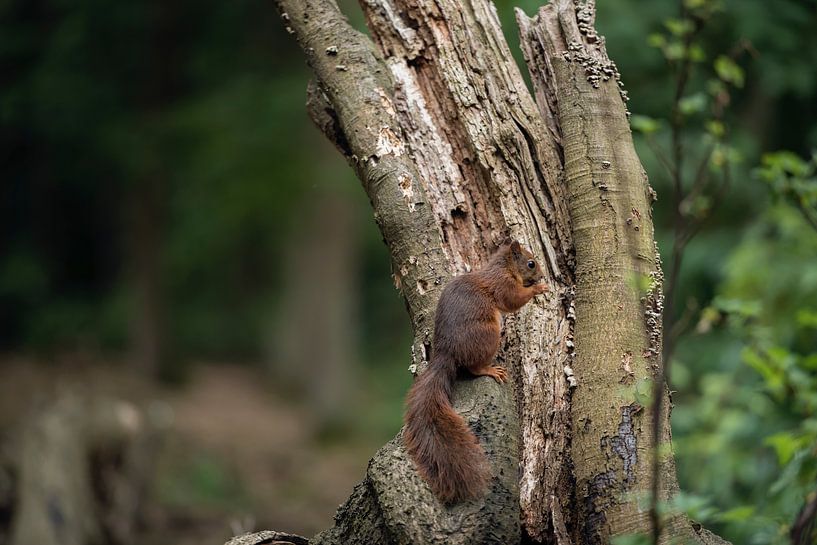 Eichhörnchen suchen von Fronika Westenbroek