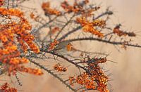 roodborstje in oranje