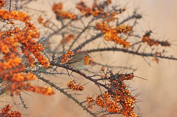 robin in orange by Ruurd Jelle Van der leij