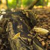 Paddestoel op dode boom van Paul van Putten