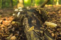 Mushroom on dead tree