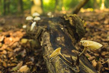 Mushroom on dead tree by Paul van Putten