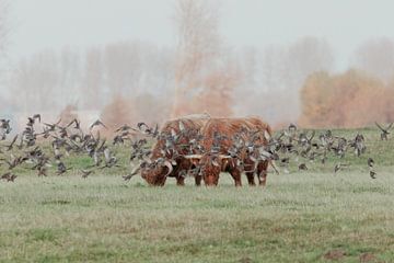 Schotse Hooglanders in de Nederlandse Duinen van Anne Zwagers