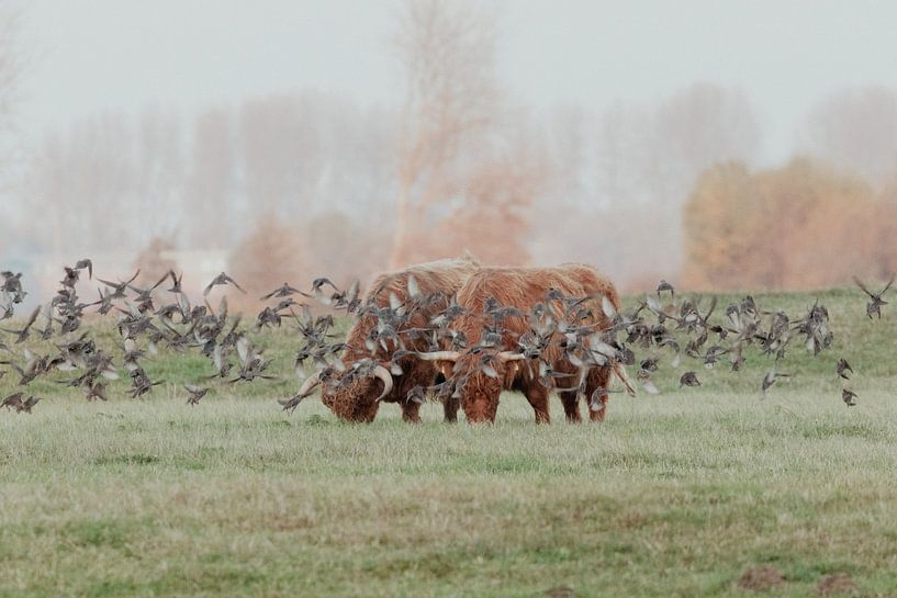 Scottish Highlanders in the Dutch Dunes by Anne Zwagers