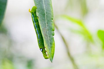 Oleander-Pfeilschwanz im Detail von Ivonne Fuhren-van de Kerkhof