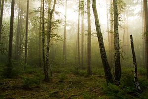 Mysteriös im Wald