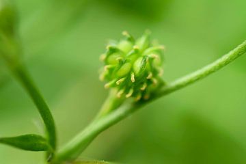 Groene close up bloem van Myrthe Visser-Wind