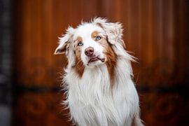 Chien de berger australien sur Lotte van Alderen