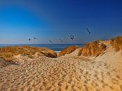 Pad door de duinen naar het strand van Peter Roder thumbnail