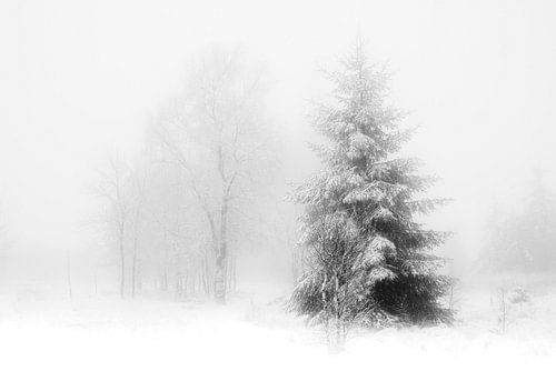 'WINTER', bomen in de mist. Zwart-wit fotografie.