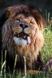 Lion eating by MJB Photography