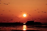 The birds awake