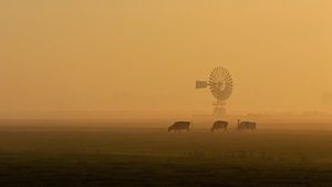 Cows grazing in the fog sur Jaap Terpstra