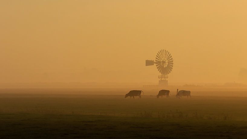 Koeien in de mist par Jaap Terpstra