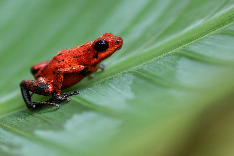 Strawberry poison frog by Kars Klein Wolterink