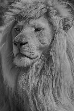lion by Tiffany Venus
