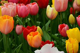 Tulipa in mixed colours by Marcel van Duinen