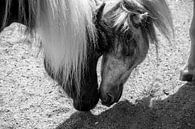 Pferde schwarz-weiß von Sylvia Schuur Miniaturansicht
