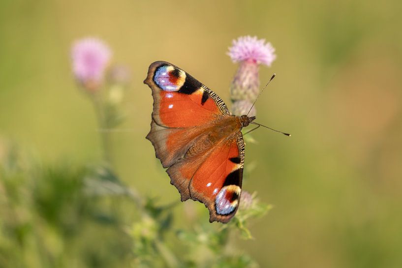 Day peacock on the thistle by Tanja van Beuningen