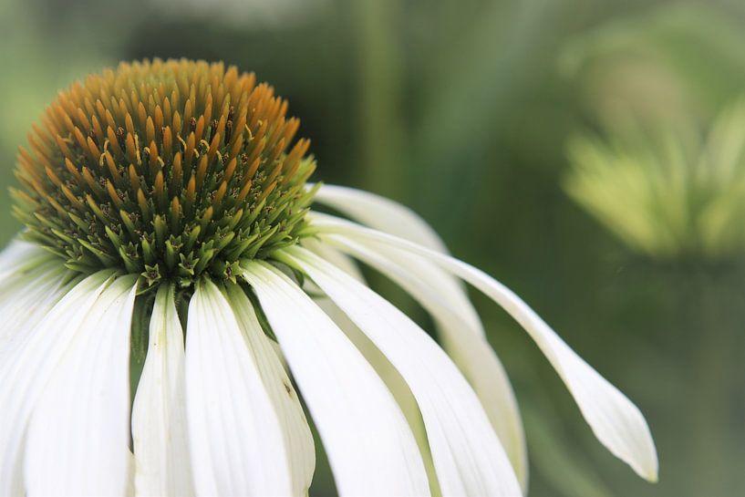 chapeau de soleil par Silvia Weenink