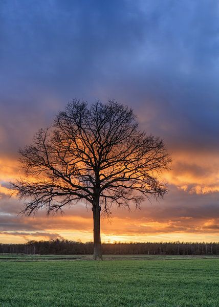 Ländliche Landschaft mit Baum in einem Feld und roten sunset_2 von Tony Vingerhoets