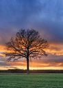 Ländliche Landschaft mit Baum in einem Feld und roten sunset_2 von Tony Vingerhoets Miniaturansicht