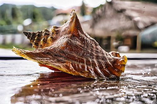Grote schelp op het strand voor de plaatselijke hutjes