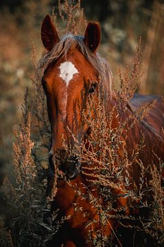 Verborgen Majesteit Paard in de Natuur van Femke Ketelaar