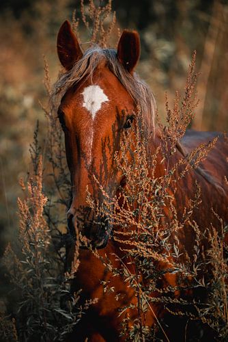 Paard Verborgen Majesteit in de Natuur