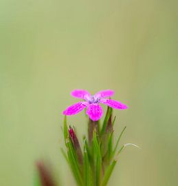 Dianthus armeria by Ans Bastiaanssen