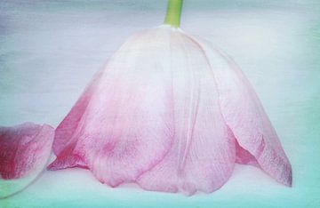Tulpe kopfüber2 von Roswitha Lorz