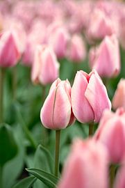 Des tulipes roses dans un champ
