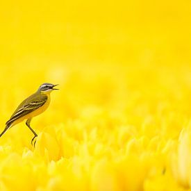Yellow on yellow by Bas Oosterom