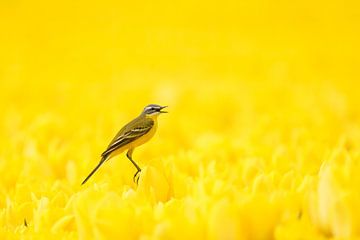 Jaune sur jaune sur Bas Oosterom