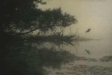 Heron taking flight