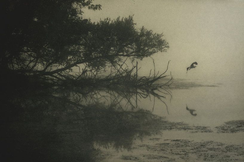 Heron taking flight by Dan Courtice
