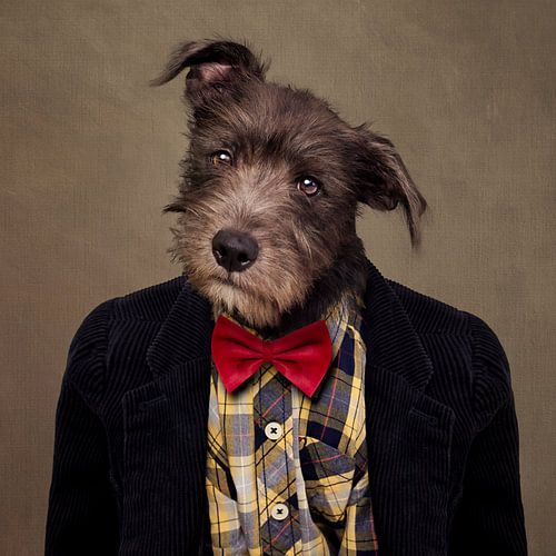 Projekt Tierheimtiere - Ombré