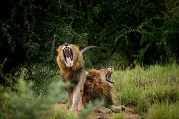 yawning lions in South Africa by Paula Romein