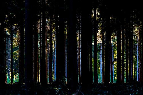 Wald durch die Bäume