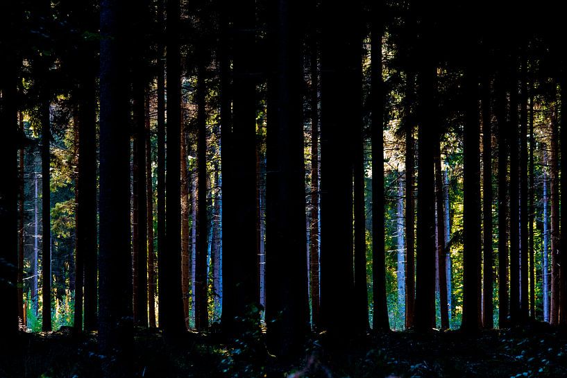 Wald durch die Bäume von Leroy Scheer
